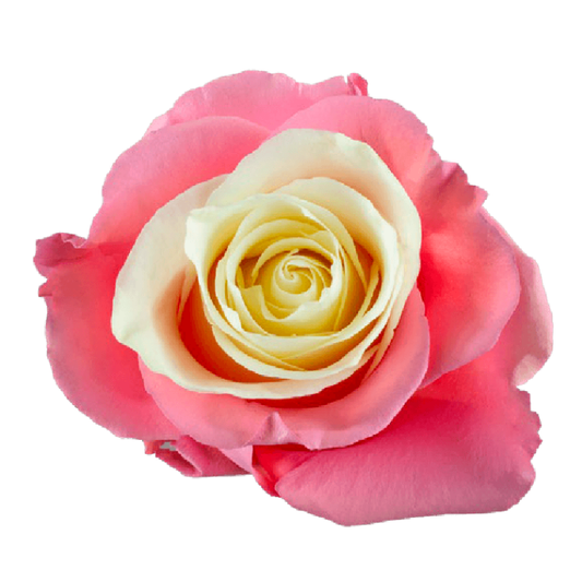 Tinted Pink Soul Roses