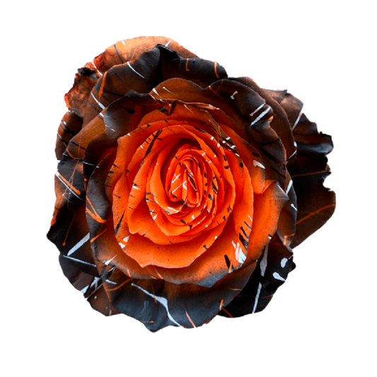 Tinted Pumpkin Pie Roses