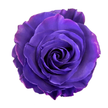 Tinted Purple Roses