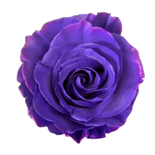 Tinted Purple Roses