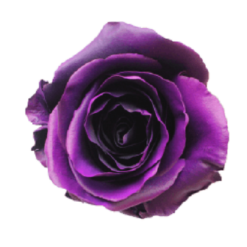 Tinted Purple Gum Roses