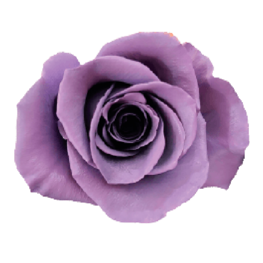 Tinted Purple Hearts Roses
