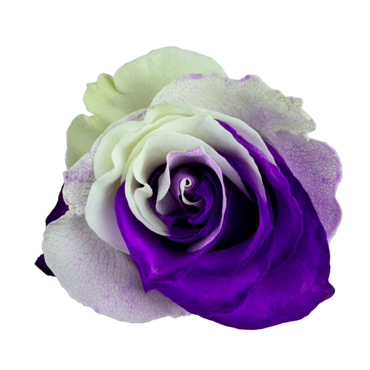 Tinted Purple Snows Roses