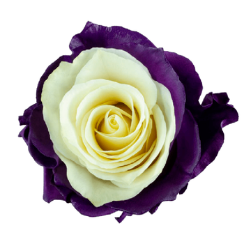 Tinted Purple Soul Roses