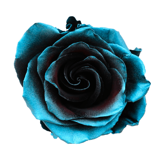 Tinted Ragnarok Roses