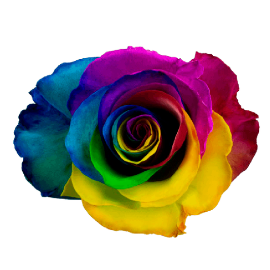 Tinted Rainbow Roses
