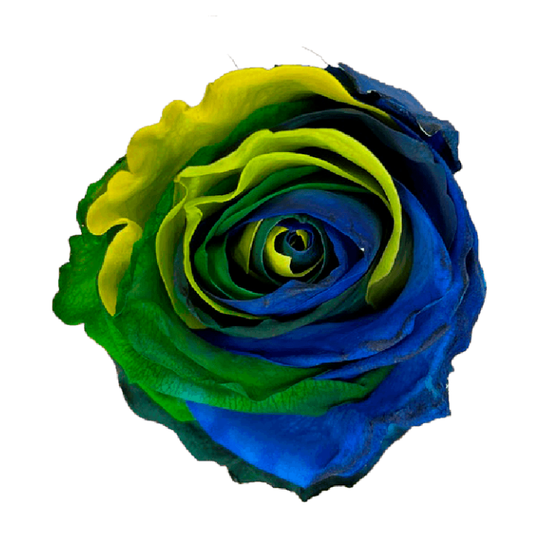 Tinted Rainforest Roses