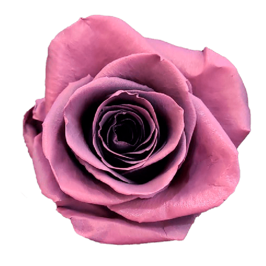 Tinted Red Berry Smoothie Roses