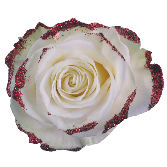 Tinted Red Frosty Roses