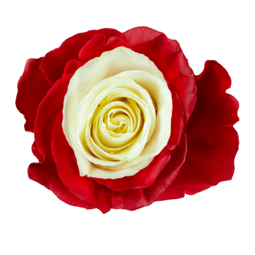 Tinted Red Soul Roses