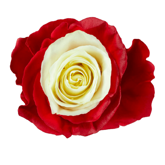 Tinted Red Soul Roses