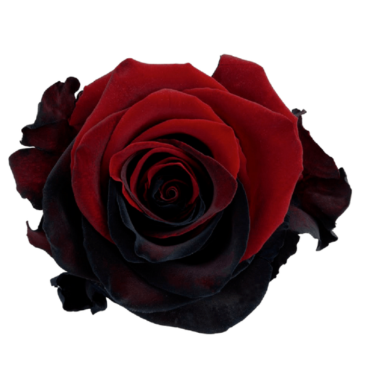 Tinted Rosso Nero Roses