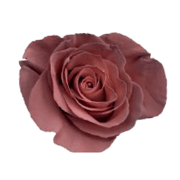 Tinted Salted Caramel Roses