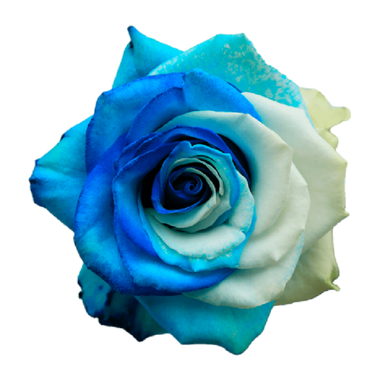 Tinted Sand & Sky Roses