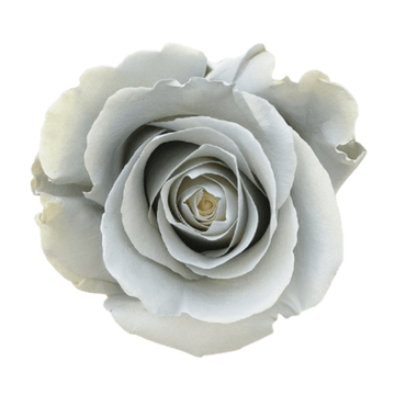 Tinted Santorini Roses