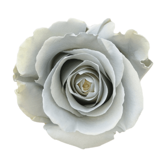 Tinted Santorini Roses