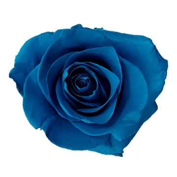 Tinted Saphire Sky Roses
