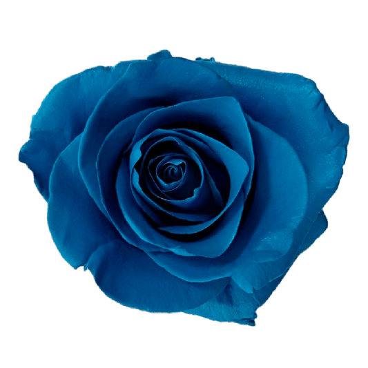 Tinted Saphire Sky Roses