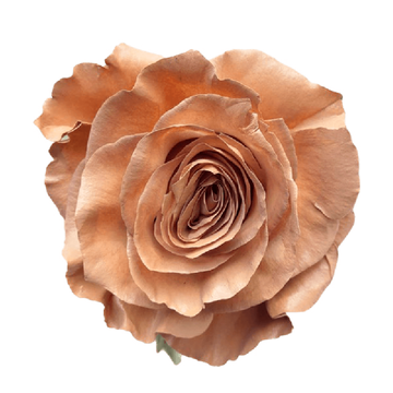 Tinted Selene Roses