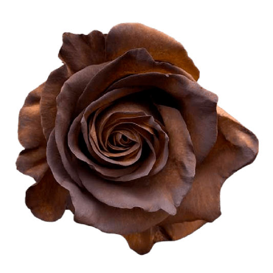 Tinted Selva Negra Roses