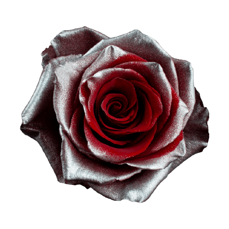 SIlver Fancy Tinted Roses in Bulk | Fresh Cut Roses for Events ...