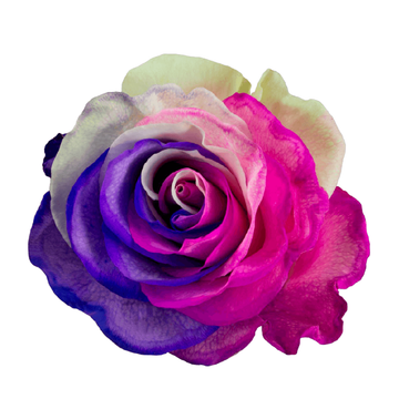 Tinted Sister's Love Roses