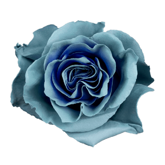 Tinted Sky Blue Roses