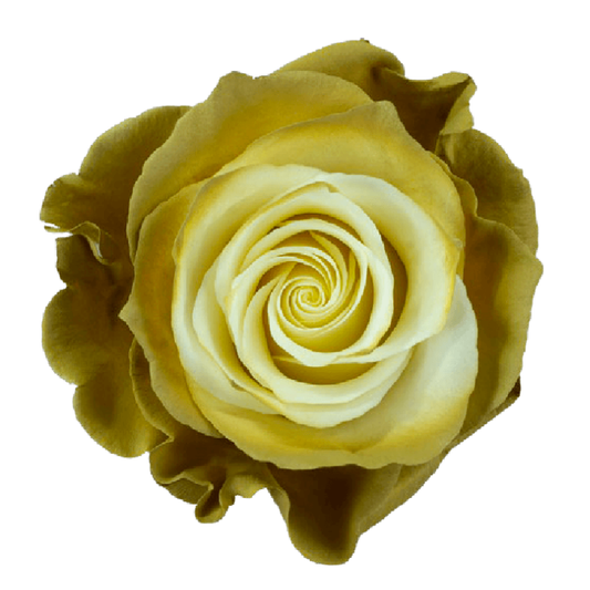 Tinted Smoke Gia Roses