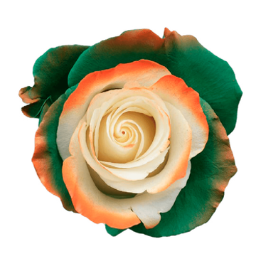 Tinted Southwest Roses