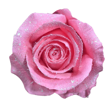 Tinted Sugar Rush Roses