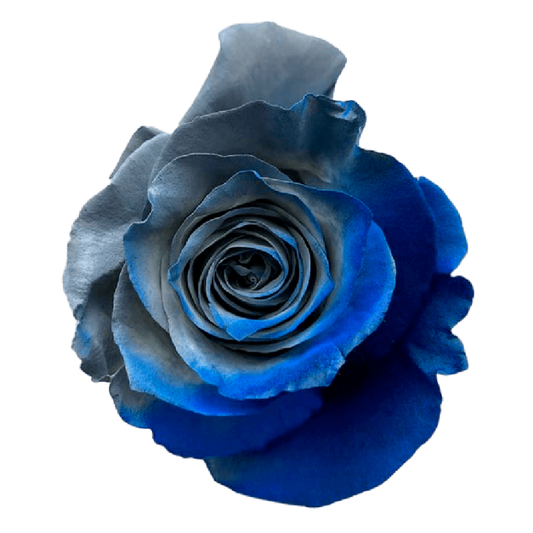 Tinted Superbloom Roses