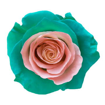 Tinted Sweet Harmony Roses