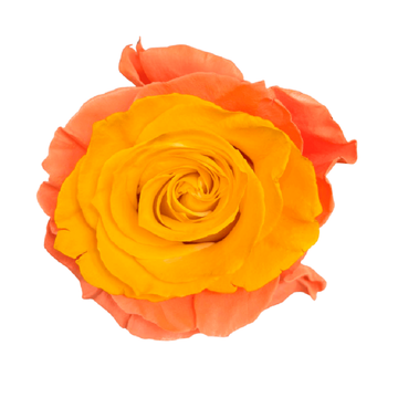 Tinted Sweet Melon Roses