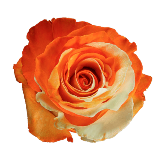 Tinted Sweet Orange Roses