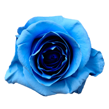 Tinted Sweet Scent Roses
