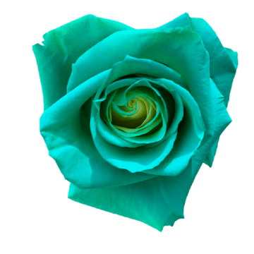 Tinted Tahiti Roses